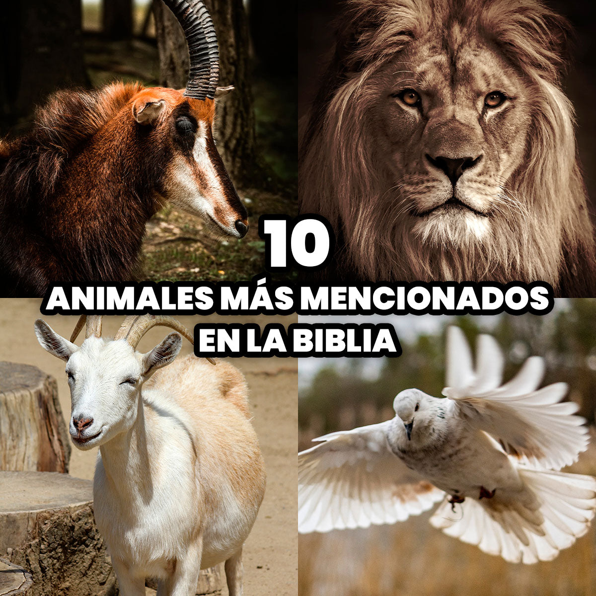 Los 10 Animales más Mencionados en la Biblia